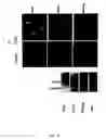Fig. 05 - Use of basic fibroblast growth factor in the de-differentiation of animal connective tissue cells