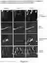 Fig. 10 - Method for opening tight junctions