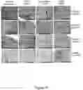 Fig. 22 - Method for opening tight junctions