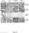 Fig. 23 - Method for opening tight junctions