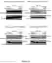 Fig. 25 - Method for opening tight junctions