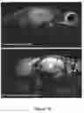 Fig. 27 - Method for opening tight junctions
