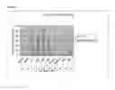 Fig. 04 - Concentrated, inhalable antibiotic formulation