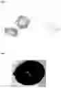 Fig. 03 - SCAFFOLDS
