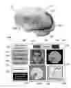 Fig. 07 - METHOD AND SYSTEM FOR QUANTITATIVE ASSESSMENT OF LETTER IDENTIFICATION LATENCY