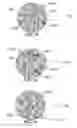 Fig. 25 - METHOD AND SYSTEM FOR QUANTITATIVE ASSESSMENT OF SOCIAL CUES SENSITIVITY