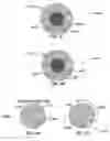 Fig. 29 - METHOD AND SYSTEM FOR QUANTITATIVE ASSESSMENT OF SOCIAL CUES SENSITIVITY
