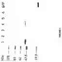 Fig. 02 - Strain of SARS-associated coronavirus and applications thereof