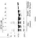 Fig. 03 - Strain of SARS-associated coronavirus and applications thereof