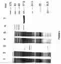 Fig. 06 - Strain of SARS-associated coronavirus and applications thereof