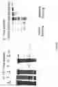 Fig. 07 - Strain of SARS-associated coronavirus and applications thereof