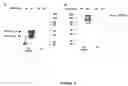Fig. 09 - Strain of SARS-associated coronavirus and applications thereof