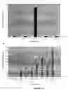Fig. 101 - Strain of SARS-associated coronavirus and applications thereof