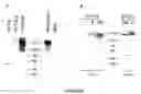 Fig. 110 - Strain of SARS-associated coronavirus and applications thereof