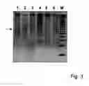 Fig. 04 - Coronavirus, nucleic acid, protein, and methods for the generation of vaccine, medicaments and diagnostics