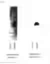 Fig. 08 - OSTEOARTHRITIS-SENSITIVE GENE