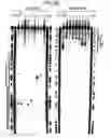 Fig. 09 - RNA interference mediating small RNA molecules
