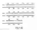 Fig. 22 - Methods of identifying compounds that bind TANGO509