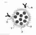 Fig. 02 - LIPOSOME COMPOSITION, ITS PRODUCTION PROCESS, AND METHOD FOR ANALYZING ANALYTE USING THE SAME