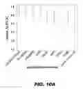 Fig. 24 - Methods and Devices for Detecting Glomerulonephritis and Associated Disorders