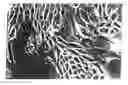 Fig. 01 - SEBOCYTES, SEBOCYTE-CELL LINE AND USES THEREOF