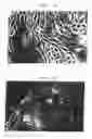 Fig. 02 - SEBOCYTES, SEBOCYTE-CELL LINE AND USES THEREOF