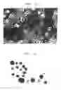 Fig. 03 - SEBOCYTES, SEBOCYTE-CELL LINE AND USES THEREOF