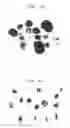 Fig. 05 - SEBOCYTES, SEBOCYTE-CELL LINE AND USES THEREOF