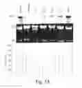 Fig. 26 - Polynucleotide encoding an ATP binding cassette transporter 1 (ABC1) polypeptide