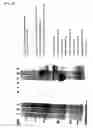 Fig. 09 - METHOD OF PRODUCING FUSED PROTEIN