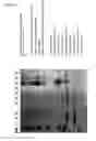 Fig. 10 - METHOD OF PRODUCING FUSED PROTEIN