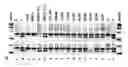 Fig. 01 - IRE-1α inhibitors