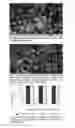 Fig. 03 - Artificially synthesized peptide