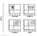 Fig. 01 - DENDRITIC CELL POTENTIATION
