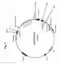 Fig. 09 - DENDRITIC CELL POTENTIATION