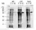 Fig. 01 - Polynucleotides encoding modified DNA cleavage enzymes and host cells therefor