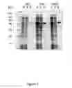 Fig. 02 - Polynucleotides encoding modified DNA cleavage enzymes and host cells therefor