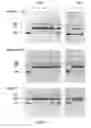 Fig. 03 - Polynucleotides encoding modified DNA cleavage enzymes and host cells therefor