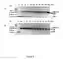 Fig. 04 - Polynucleotides encoding modified DNA cleavage enzymes and host cells therefor