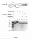Fig. 06 - Polynucleotides encoding modified DNA cleavage enzymes and host cells therefor