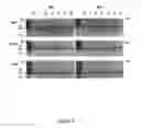 Fig. 09 - Polynucleotides encoding modified DNA cleavage enzymes and host cells therefor