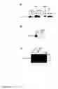 Fig. 07 - Lacritin-Syndecan Interactions