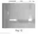 Fig. 16 - Isolated nucleic acids encoding farnesyltransferase polypeptides