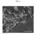 Fig. 03 - Embryonic stem cell line and method for preparing the same