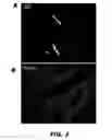 Fig. 04 - METHODS AND COMPOSITIONS FOR MODULATING INSULIN REGULATION