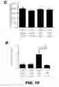 Fig. 18 - METHODS AND COMPOSITIONS FOR MODULATING INSULIN REGULATION