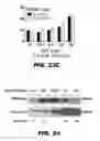 Fig. 40 - METHODS AND COMPOSITIONS FOR MODULATING INSULIN REGULATION