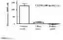 Fig. 03 - Compositions and methods for visualizing and eliminating cancer stem cells