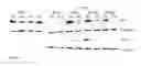 Fig. 08 - Compositions and methods for visualizing and eliminating cancer stem cells