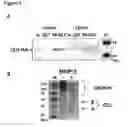 Fig. 02 - Clusterin Pharmaceuticals and Treatment Methods Using the Same